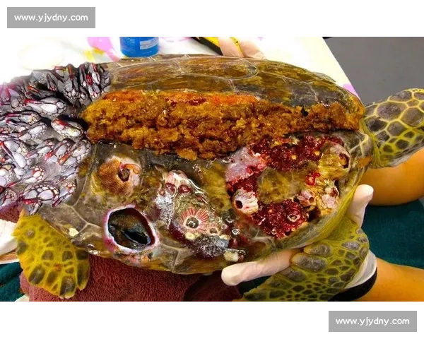 深海手术刀：螺旋桨藤壶的沉浸式清理实录